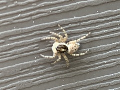 Menemerus semilimbatus