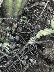 Mammillaria grahamii