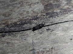 Archaeognatha