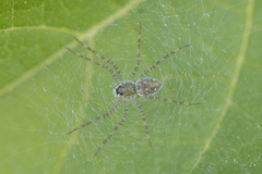 Thaumasia