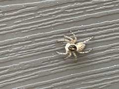 Menemerus semilimbatus