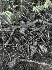 Mammillaria grahamii