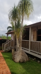 Beaucarnea recurvata