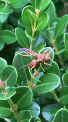 Polistes dorsalis