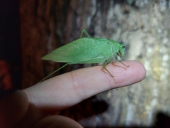 Microcentrum rhombifolium