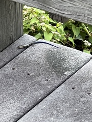 Plestiodon fasciatus