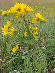 Helianthus grosseserratus