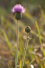 Cirsium canum