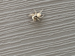 Menemerus semilimbatus