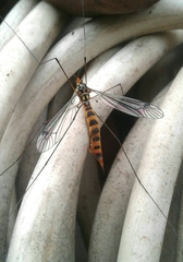 Nephrotoma flavipalpis