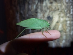 Microcentrum rhombifolium