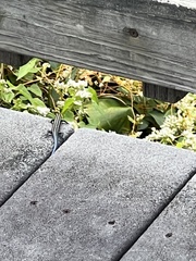 Plestiodon fasciatus