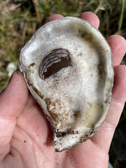 Crassostrea virginica