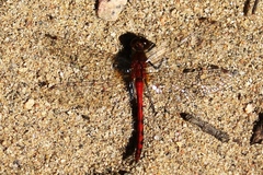 Sympetrum internum
