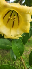 Solandra grandiflora
