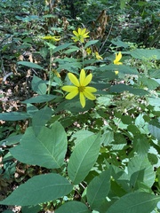 Helianthus divaricatus