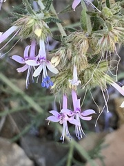 Ipomopsis multiflora