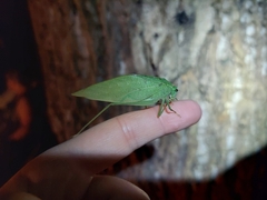 Microcentrum rhombifolium