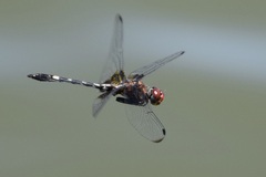 Dythemis fugax