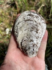 Crassostrea virginica