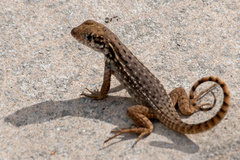 Leiocephalus carinatus