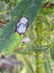 Botryosphaeria dothidea