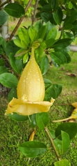 Solandra grandiflora