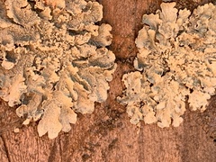 Flavoparmelia caperata