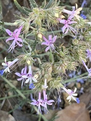 Ipomopsis multiflora