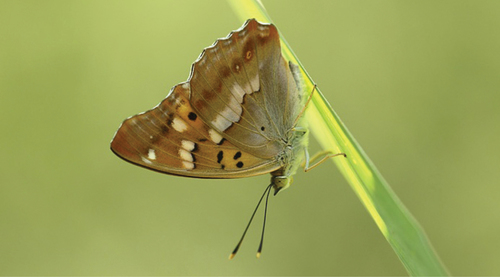 Freyer's Purple Emperor