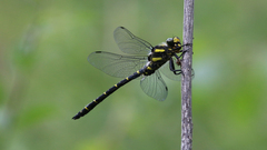 Cordulegaster bidentata
