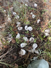 Crassostrea virginica