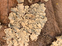 Flavoparmelia caperata