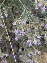 Ipomopsis multiflora