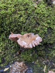 Pluteus
