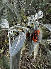 Oncopeltus fasciatus