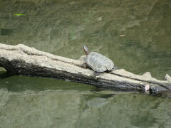 Actinemys marmorata