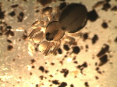 Minicia marginella