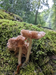 Pluteus