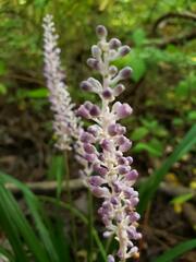 Liriope muscari