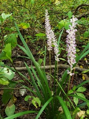 Liriope muscari
