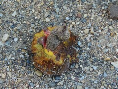 Xerocomellus dryophilus