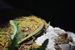 Iberolacerta horvathi