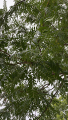 Azadirachta indica