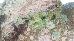 Lecanoromycetes