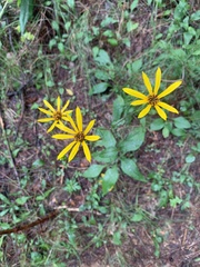 Helianthus atrorubens