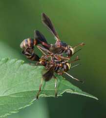 Physocephala sagittaria