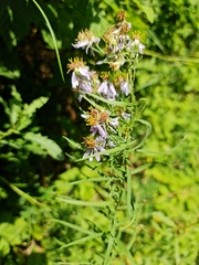 Galatella sedifolia