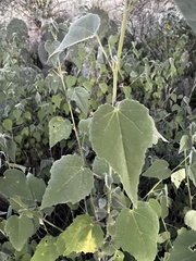 Abutilon incanum