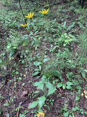 Helianthus atrorubens